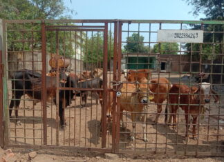 कोंडवाड्यात डांबून दलाला मार्फत कत्तलखाण्यात गुरांची तस्करी.राधाकृष्ण गोरक्षण समितीचा आरोप.