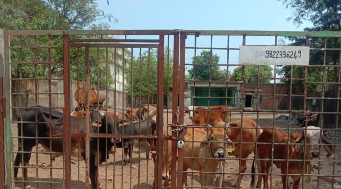 कोंडवाड्यात डांबून दलाला मार्फत कत्तलखाण्यात गुरांची तस्करी.राधाकृष्ण गोरक्षण समितीचा आरोप.