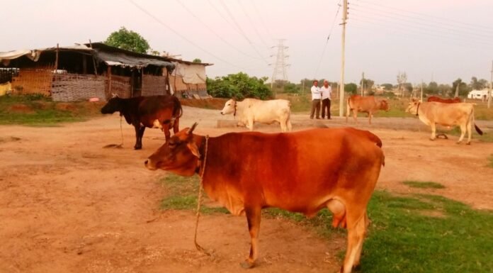 शहरात गुरे चोरणारी टोळी सक्रिय.