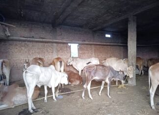 अवैध कत्तल खाण्यावर पोलिसांची धाड