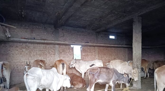 अवैध कत्तल खाण्यावर पोलिसांची धाड