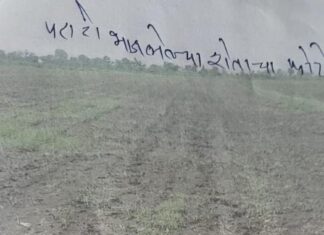 कृषी केंद्रातून घेतलेल्या तणनाशक फवारणीने अडीच एकरातील पराटी भाजली