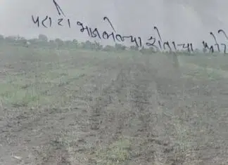 कृषी केंद्रातून घेतलेल्या तणनाशक फवारणीने अडीच एकरातील पराटी भाजली