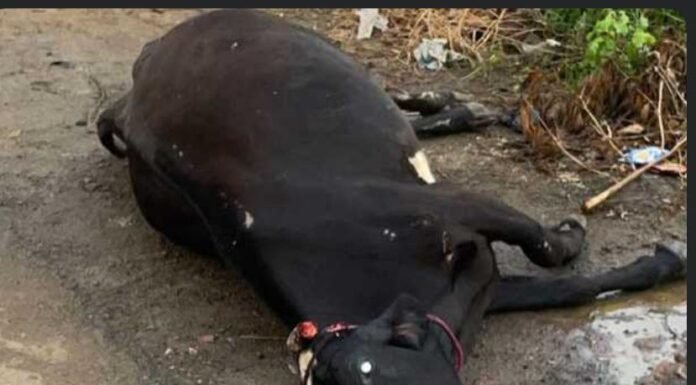 आरटीओ विभागाच्या भरधाव स्कॉर्पिओने गायीला केले ठार