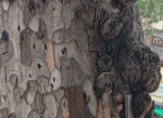 घरासमोरील वृक्षाला वाचाविण्याकरिता इसमाची पायपीट. शासनाची मात्र टोलवाटोलवी.