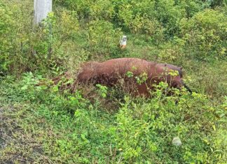 विजेच्या धक्याने गाभण गायीचा मृत्यू. दूध उत्पादक व्यावसायिकांचे मोठे नुकसान.