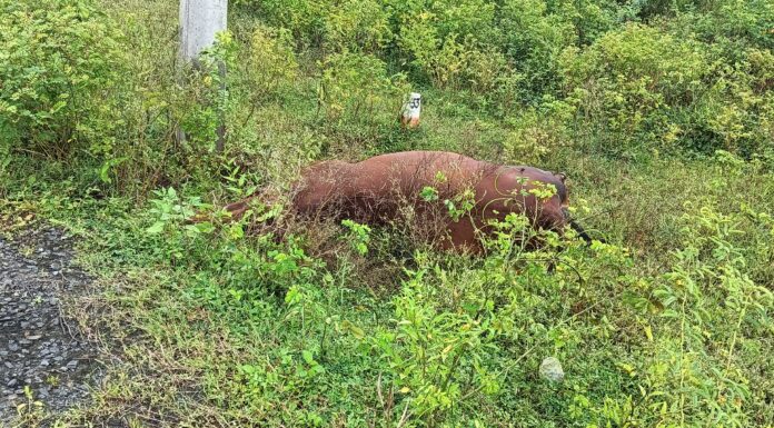 विजेच्या धक्याने गाभण गायीचा मृत्यू. दूध उत्पादक व्यावसायिकांचे मोठे नुकसान.